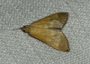 Mecyna lutealis (Duponchel, 1833)