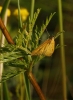 Mecyna lutealis (Duponchel, 1833)