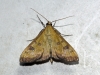 Mecyna trinalis (Denis & Schiffermller, 1775)