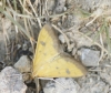 Mecyna trinalis (Denis & Schiffermller, 1775)