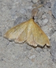 Mecyna sp.