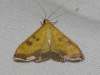 Mecyna trinalis (Denis & Schiffermller, 1775)