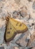 Mecyna trinalis (Denis & Schiffermller, 1775)