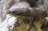 Nomophila noctuella (Denis & Schiffermller, 1775)