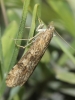 Nomophila noctuella (Denis & Schiffermller, 1775)