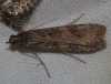 Nomophila noctuella (Denis & Schiffermller, 1775)