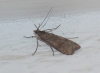 Nomophila noctuella (Denis & Schiffermller, 1775)