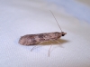 Nomophila noctuella (Denis & Schiffermller, 1775)