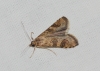 Nomophila noctuella (Denis & Schiffermller, 1775