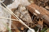 Nomophila noctuella (Denis & Schiffermller, 1775)