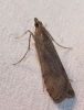 Nomophila noctuella (Denis & Schiffermller, 1775)