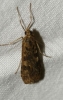 Nomophila noctuella (Denis & Schiffermller, 1775)