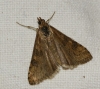 Nomophila noctuella (Denis & Schiffermller, 1775)