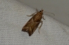 Nyctegretis lineana (Scopoli, 1786)