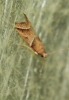 Nyctegretis lineana (Scopoli, 1786)