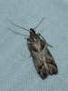 Nyctegretis lineana (Scopoli, 1786)