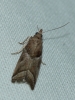 Nyctegretis lineana (Scopoli, 1786)