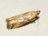 Nyctegretis lineana (Scopoli, 1786)