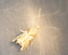 Nyctegretis lineana (Scopoli, 1786)