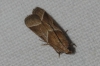 Nyctegretis lineana (Scopoli, 1786) (id:15541)