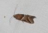 Nyctegretis lineana (Scopoli, 1786) (id:15541)