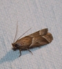 Nyctegretis lineana (Scopoli, 1786) (id:15541)