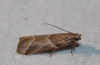Nyctegretis lineana (Scopoli, 1786) (id:15541)