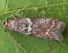 Oncocera faecella