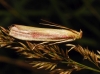 Oncocera semirubella (Scopoli, 1763)