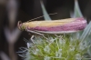 Oncocera semirubella (Scopoli, 1763)