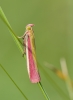 Oncocera semirubella (Scopoli, 1763)