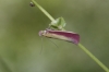 Oncocera semirubella (Scopoli, 1763)