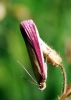 Oncocera semirubella (Scopoli, 1763)
