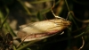 Oncocera semirubella (Scopoli, 1763)