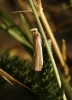 Oncocera semirubella (Scopoli, 1763)