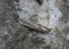 Oxybia transversella (Duponchel, 1836)