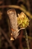 Oxybia transversella (Duponchel, 1836)