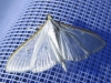 Palpita vitrealis (Rossi, 1794)