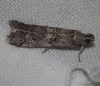 Pempelia palumbella (Denis & Schiffermller, 1775)