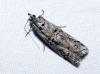 Pempelia palumbella (Denis & Schiffermller, 1775)