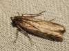Phicitini sp.