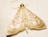 Pleuroptya ruralis (Scopoli, 1763)
