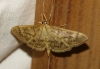 Pleuroptya ruralis (Scopoli, 1763)