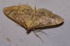 Pleuroptya ruralis (Scopoli, 1763)