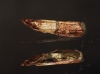 Plodia interpunctella (Hbner, 1813)