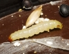Plodia interpunctella