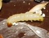 Plodia interpunctella