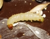 Plodia interpunctella