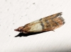 Plodia interpunctella (Hbner, 1813)