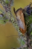 Pterothrixidia rufella (Duponchel, 1836)
